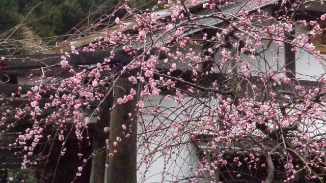 ume & snow
