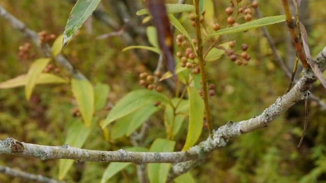 Pistachio