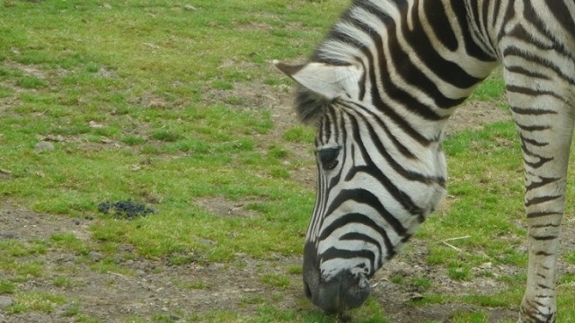 Stripes 1