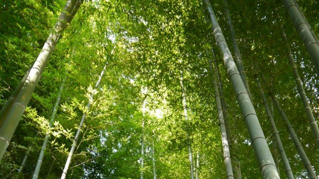 bamboo shoot