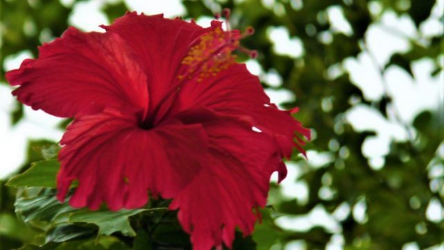 Cotton Flower