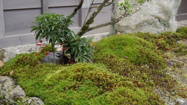 New Year Kyoto