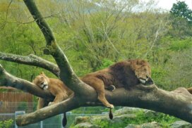 lion