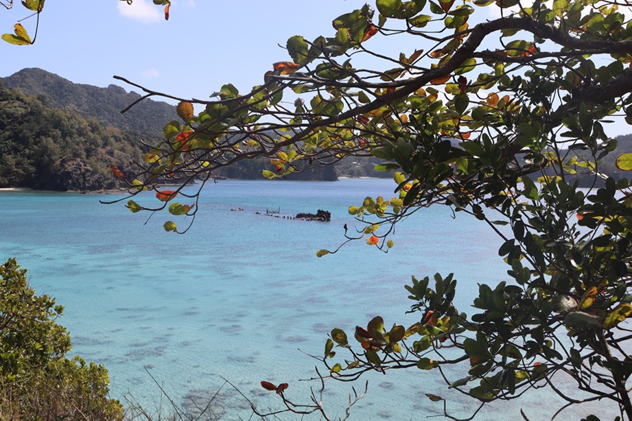 春に紅葉する小笠原の広葉樹モモタマナと堺浦の沈潜